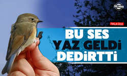 Bu ses "yaz geldi" dedirtti