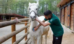 Bayramda doğanın kalbi Ormanya’da atacak