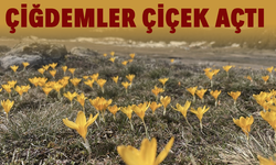 Çiğdemler çiçek açtı