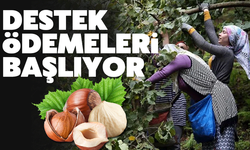 Fındıkta destek ödemeleri başlıyor!