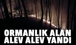 Ormanlık alan alev alev yandı