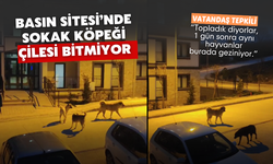 Sokak köpekleri çileye dönüştü