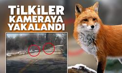 Alandüzü’nde tilkiler kameraya yakalandı