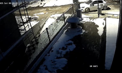 Aç kalan tilki Bolu sokaklarına indi