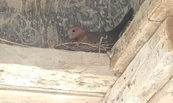 Kuş yuva yaptı, inşaat durdu