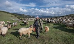 Küçükbaş hayvan üreticilerine 3,9 milyar liralık destek!