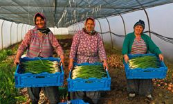 Komşuda çiftçilere yüzde 50 hibeli sera desteği