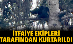 Ağaçta mahsur kalan kedi itfaiye ekipleri tarafından kurtarıldı