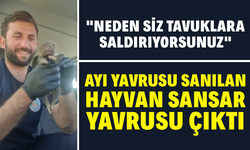 Karasu'da Ayı Yavrusu Sanılan Hayvan Sansar Çıktı