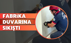Fabrika duvarına sıkıştı!