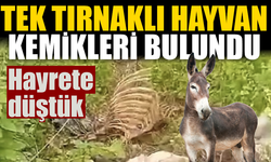 Dere kenarında tek tırnaklı hayvan kemikleri bulundu