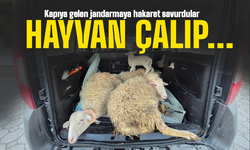 Küçükbaş hayvan çaldılar!