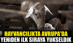 Türkiye, Hayvancılıkta Avrupa'nın Lideri Oldu