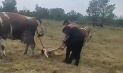 Büyükbaş hayvanın doğumunu jandarma yaptırdı