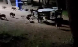 Piknikte karşılaştıkları domuz sürüsü panik oluşturdu