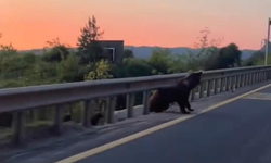 Yol kenarında boz ayı ve yavruları görüntülendi
