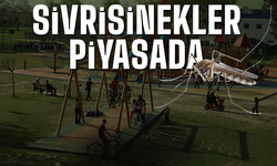 Sivrisinekler piyasada!