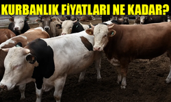 Sakarya'da Kurbanlık Fiyatları Ne Kadar?