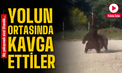 Yol Ortasında Ayı Güreşi! Vatandaşlar Gözlerine İnanamadı