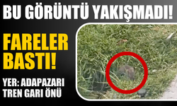 Adapazarı Tren Garı Çevresinde Fareler Görüldü