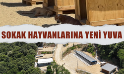 Doğayla İç İçe, Güvenli ve Modern: Arifiye Belediyesi’nden Sokak Hayvanlarına Yeni Yuva