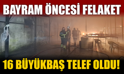 Bayram öncesi felaket: 16 büyükbaş telef oldu