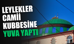 Leylekler, yuva için camiyi seçti