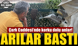 Çark Caddesi’nde Arı Paniği: Öğrenciler ve Esnaf Korku Dolu Anlar Yaşadı