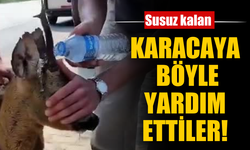 Doğada Bitkin Düşen Karacaya Yardım Eli