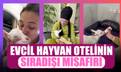 Sakarya'da biberonla beslenen keçi yavrusu ilgi odağı