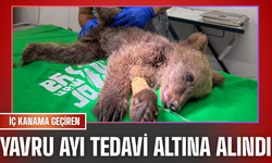 Yavru Ayı Tedavi Altına Alındı