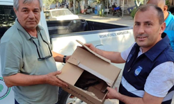 Yaralı Atmaca Koruma Altına Alındı
