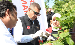 Zararlılara karşı 20 bin samurai arısı doğaya salındı