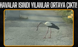 Havalar ısındı yılanlar ortaya çıktı!