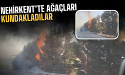 Nehirkent’te Ağaç Katliamı: Kimliği Belirsiz Kişiler Ağaçları Kundakladı!