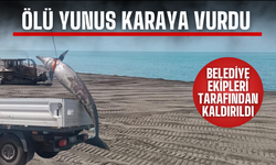 Ölü yunus karaya vurdu!