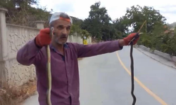 Yılanları elleriyle yakaladı!