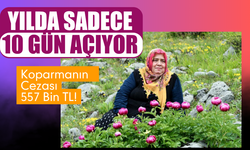 Sakarya'daki bu çiçeği koparmanın cezası 557 Bin TL!