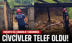 24 Civciv Telef Oldu, Ahır Kullanılamaz Hale Geldi