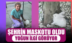 Sakarya'nın Maskotu Oldu: Sevimli Tavşan İlgi Odağı