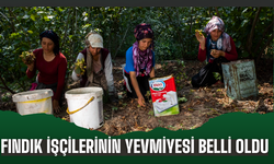 Fındık İşçilerinin 2025 Yılı Yevmiyesi Belli Oldu