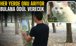 Kaybolan Sağır Kedi İçin 10 Bin TL Ödül: Sahibi Gözyaşları İçinde Yardım Bekliyor