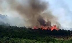 Kocaeli Gebze’de Orman Yangını Çıktı