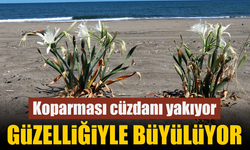 Sahilin beyaz gelinliği: Nesli tükenen bu çiçeği koparan yandı