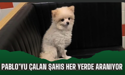 Pablo’yu Çalan Şahıs Her Yerde Aranıyor