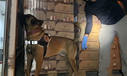 TEM Otoyolu'nda 9 Kilogram Kokain Ele Geçirildi: 3 Gözalt
