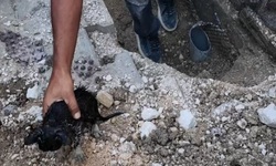 Su Borusuna Sıkışan Yavru Kedi İtfaiye Ekiplerince Kurtarıldı