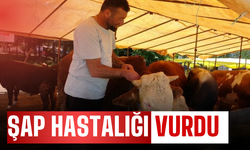 81 İlde kapatıldı! Şap hastalığı vurdu!