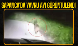 Sapanca'da yavru ayı görüntülendi