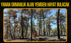 Taraklı’da Yanan Ormanlık Alan Yeniden Hayat Bulacak: Ekipler Yeşil Vatan İçin Sahada